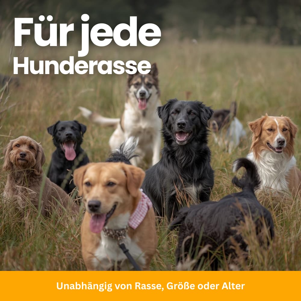 Daily Gut Flora Probiotics For Dogs