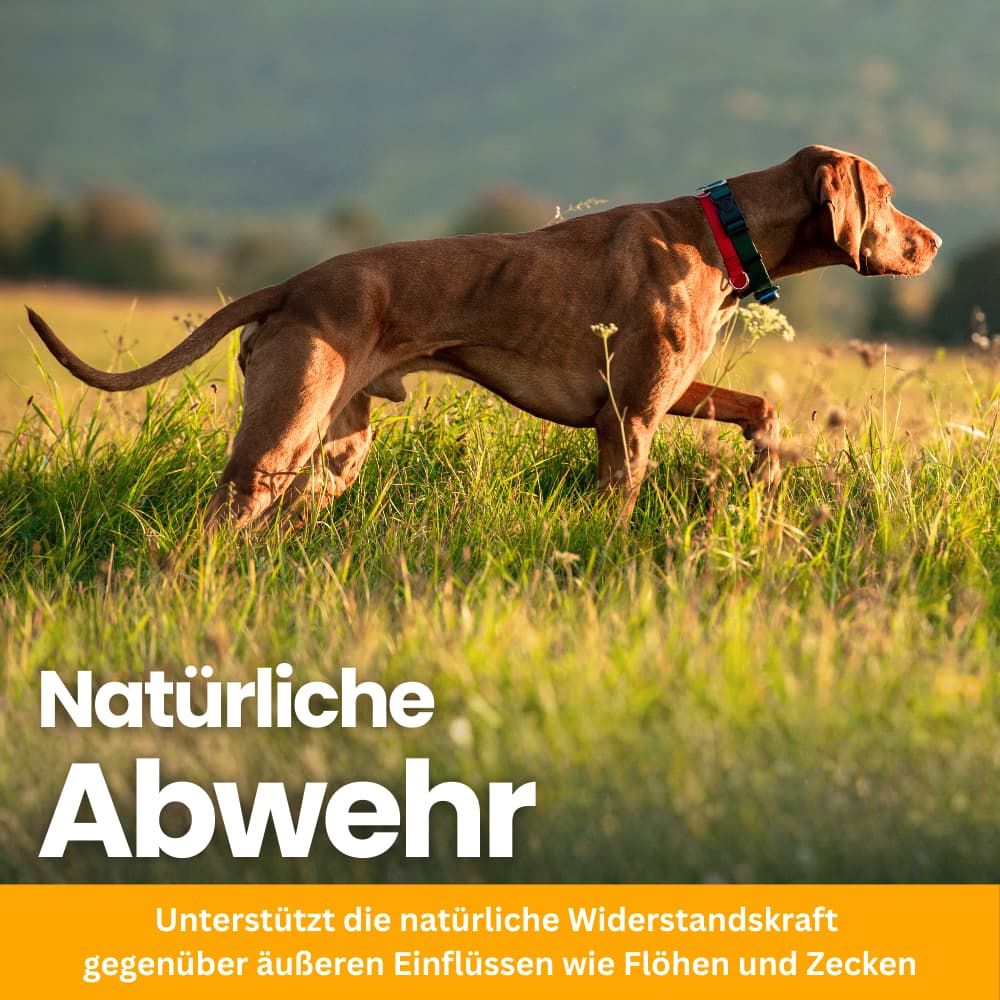 Flea & Tick Protection Chewable Tablets