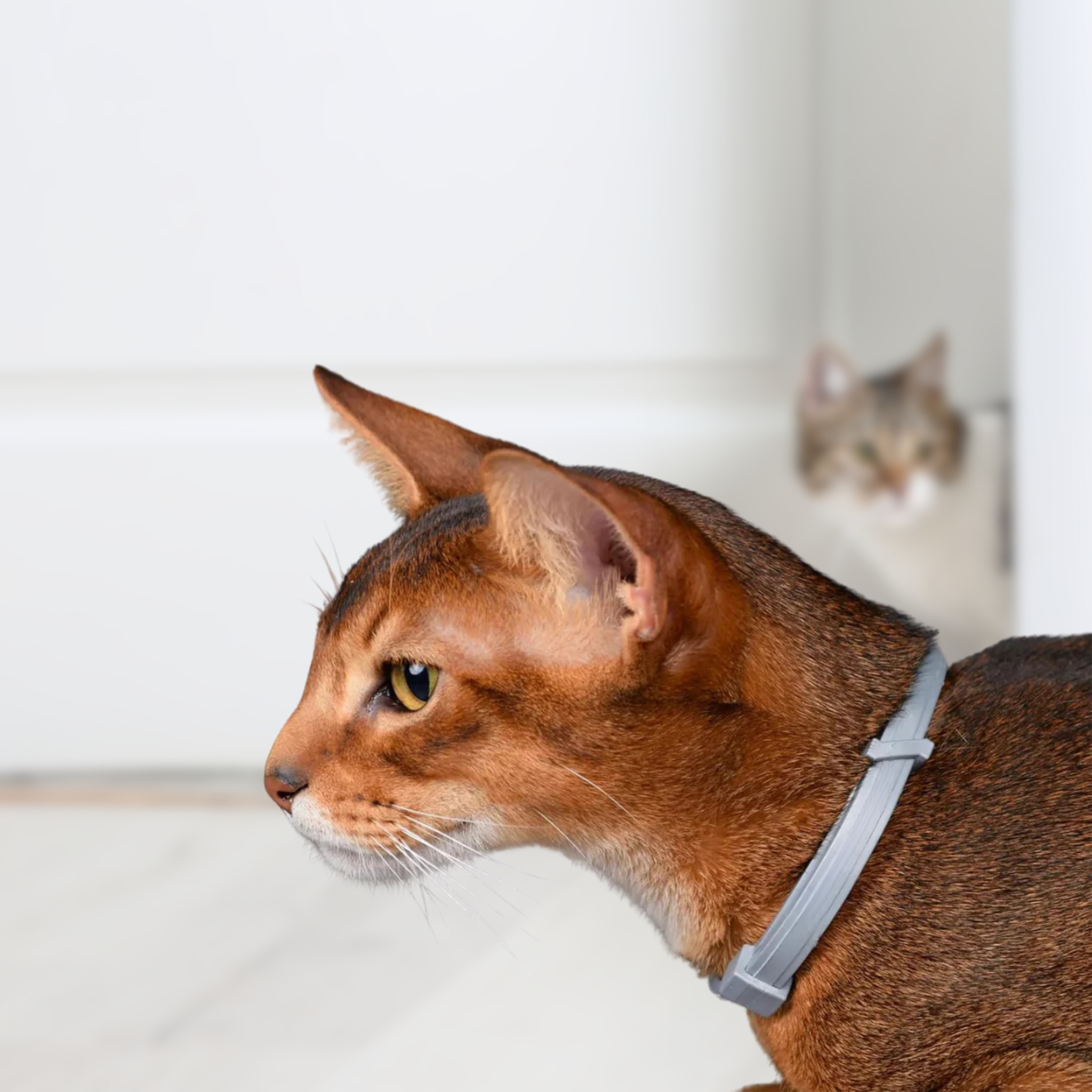 Flea and Tick Protection Collar for Cats