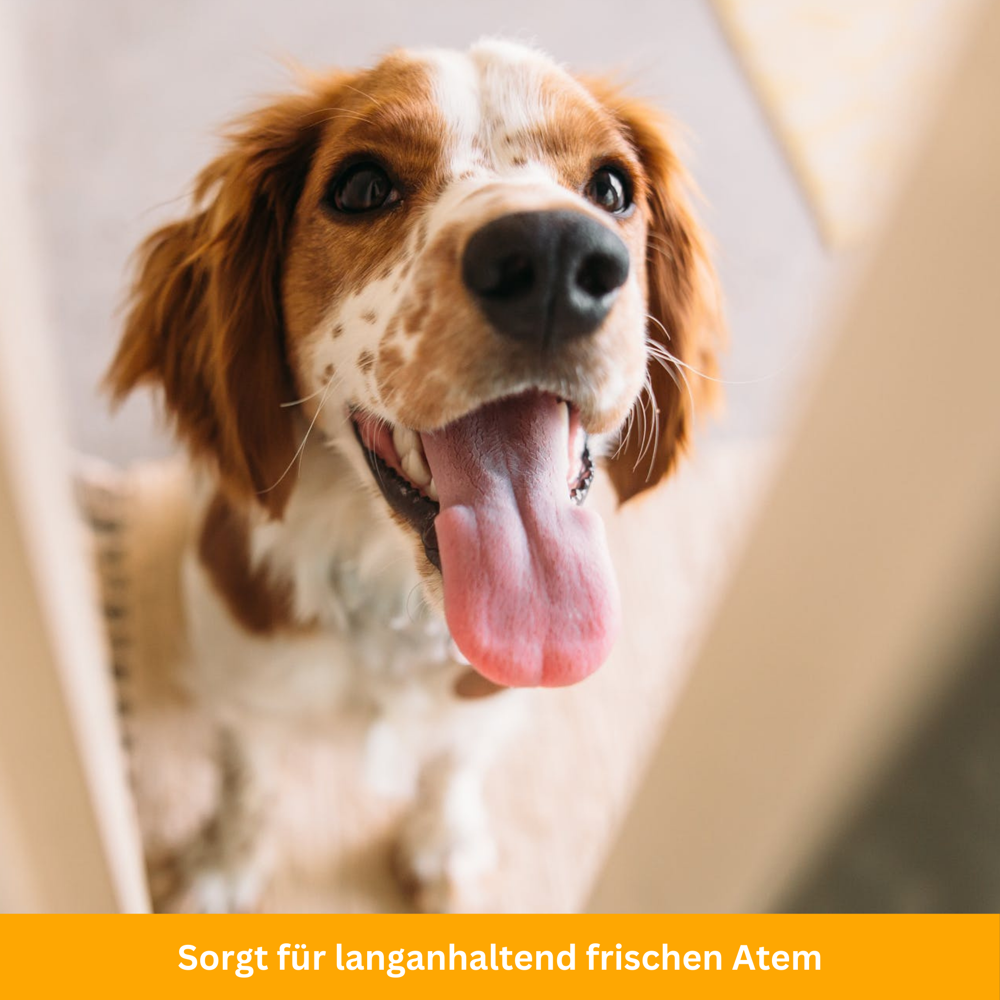 Dental Care Pen for Pets