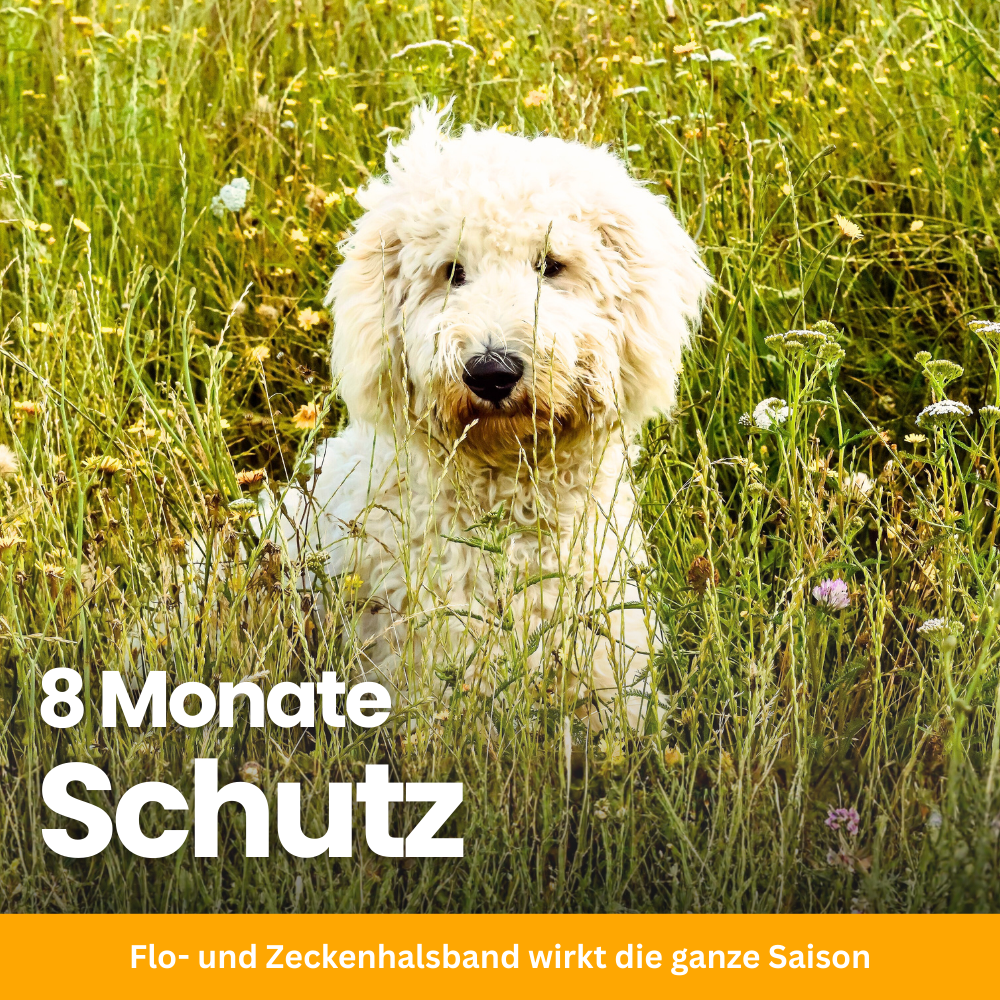 FellFreund Flea & Tick Protection Duo