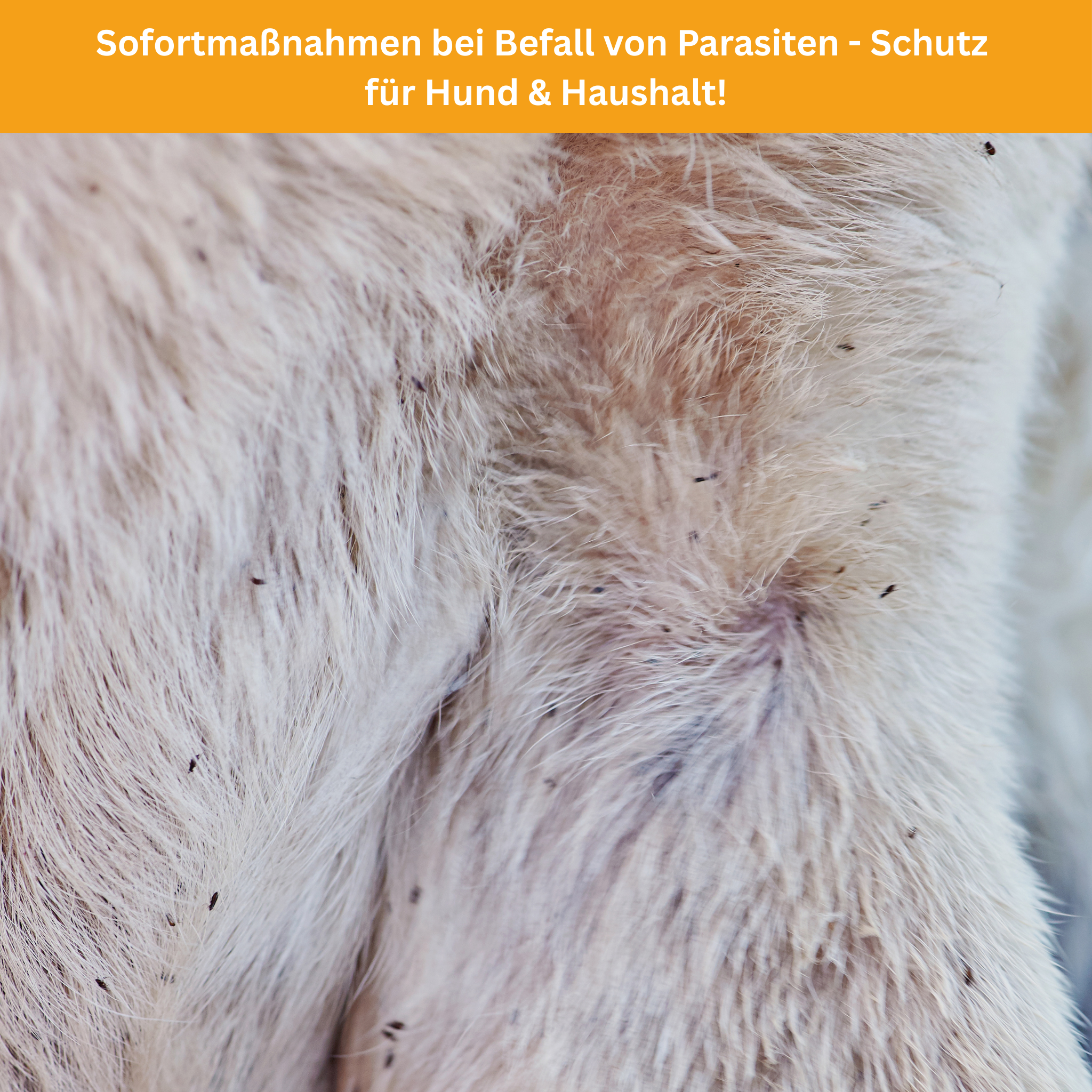 No Chance for Parasites! The Ultimate Guide for Dog Owners