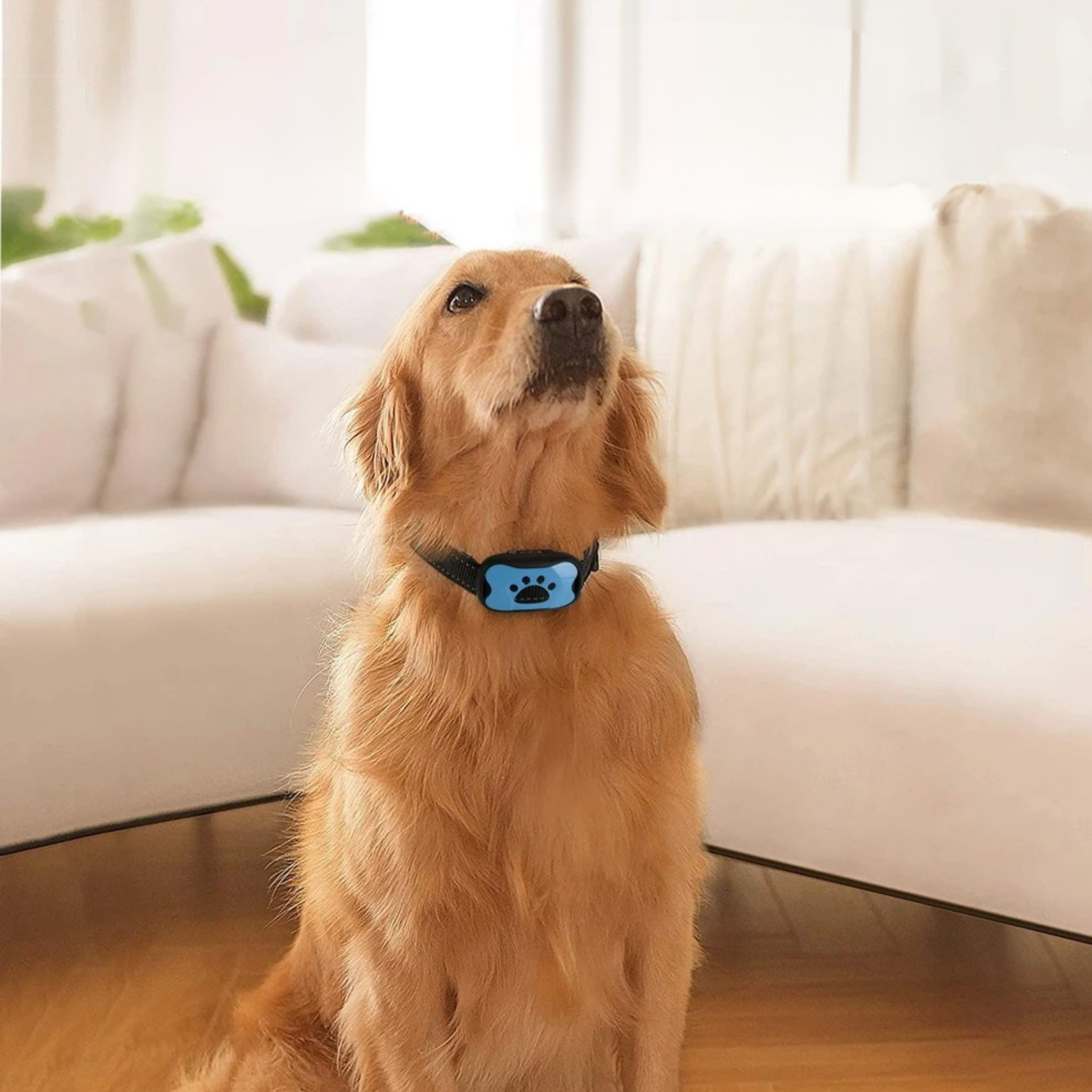 Barking in Moderation: Your Guide to a Calmer Dog